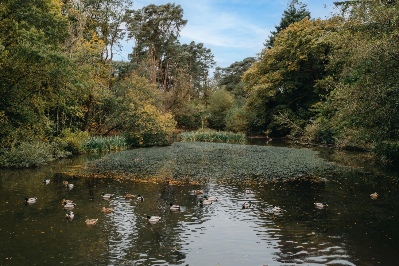 A serene pond surrounded by lush greenery and trees at Bryngarw House, a romantic wedding venue in South Wales, offering peaceful and scenic backdrops for wedding photography.