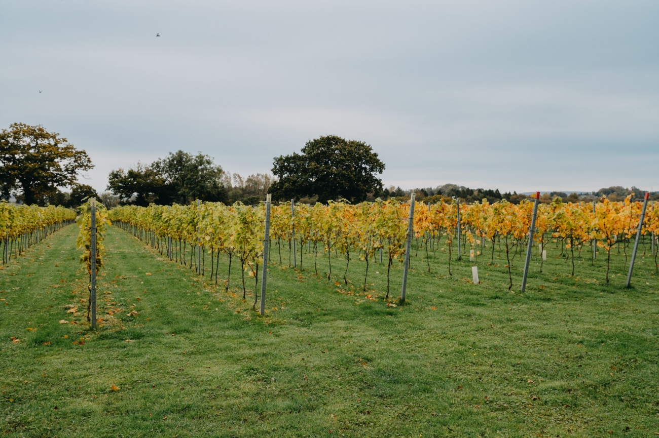 Vineyard rows at Llanerch Vineyard, a romantic wedding venue offering a picturesque setting for vineyard weddings near Cardiff.