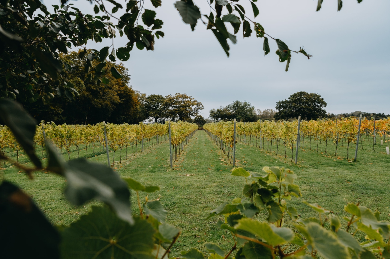 Beautiful vineyard at Llanerch Vineyard, an ideal vineyard wedding venue near Cardiff for romantic and intimate weddings surrounded by nature.