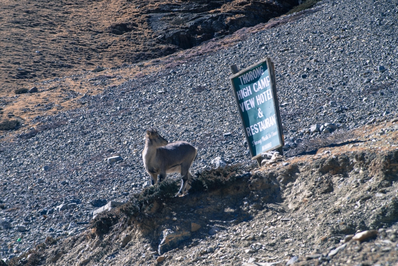 A Himalayan tahr standing on a rocky cliff next to a sign for Thorong High Camp View Hotel & Restaurant in Nepal.