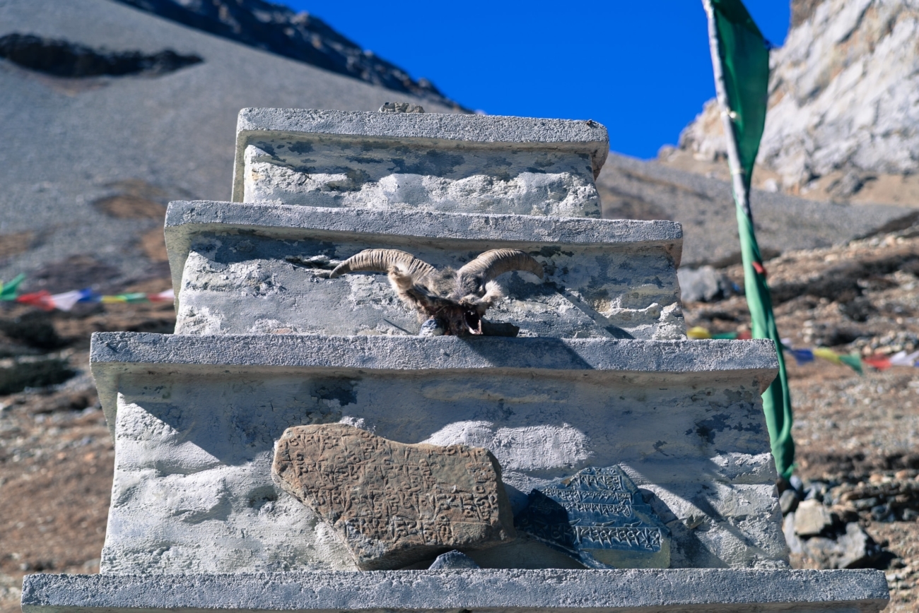 A Himalayan tahr skull on top of a stone structure close to Thorong Base Camp Lodge, Nepal.